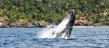 Humpback Whales in Samana Bay - Right in front of Puerto La Palma